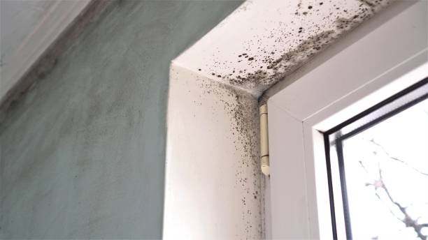 Best Professional Mold Removal  in USA